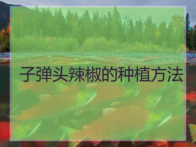 子弹头辣椒的种植方法