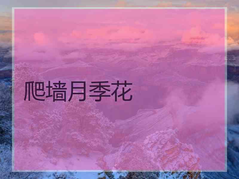 爬墙月季花