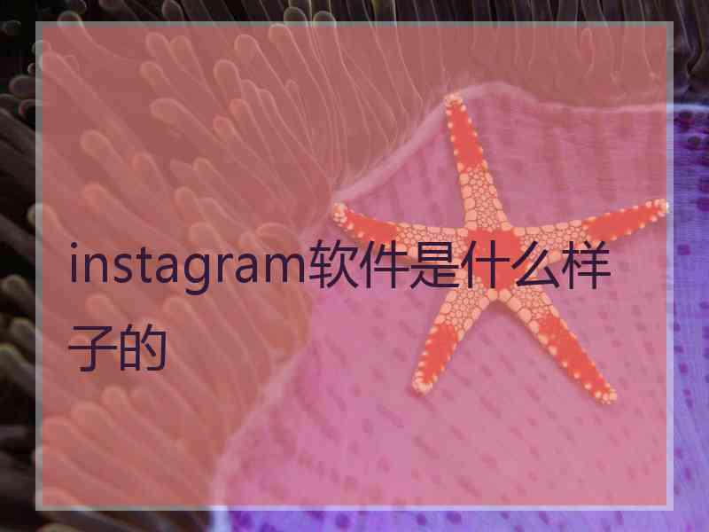 instagram软件是什么样子的