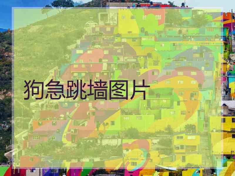 狗急跳墙图片