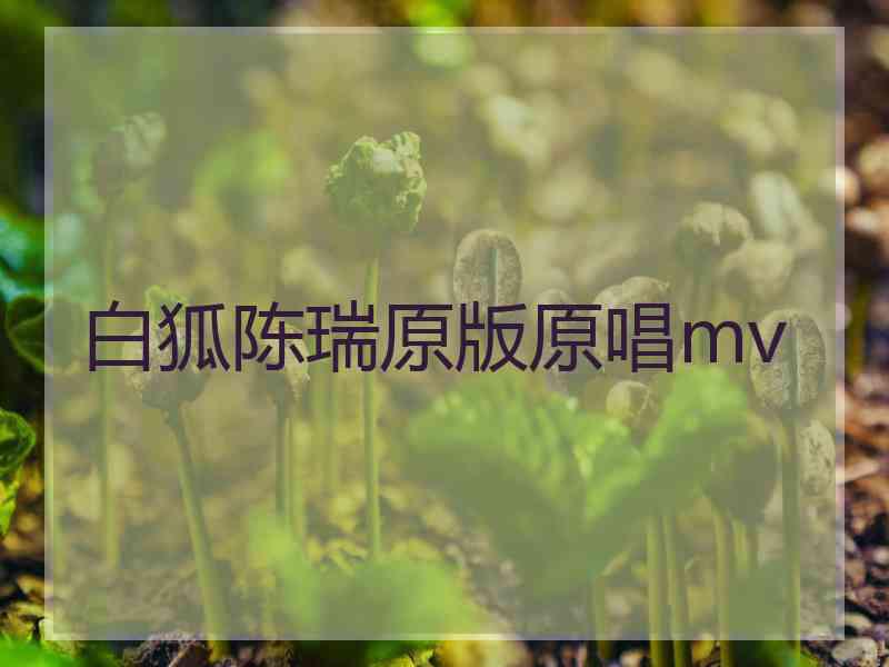 白狐陈瑞原版原唱mv