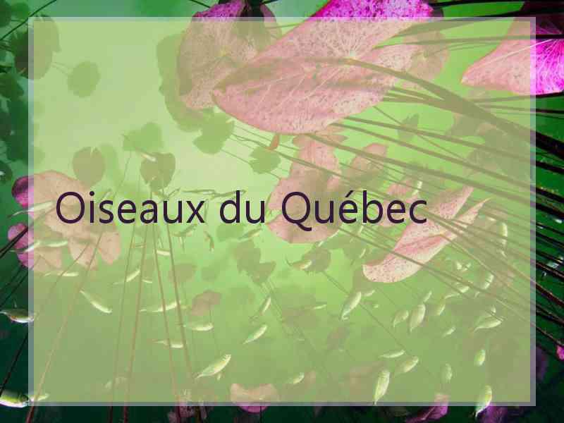 Oiseaux du Québec