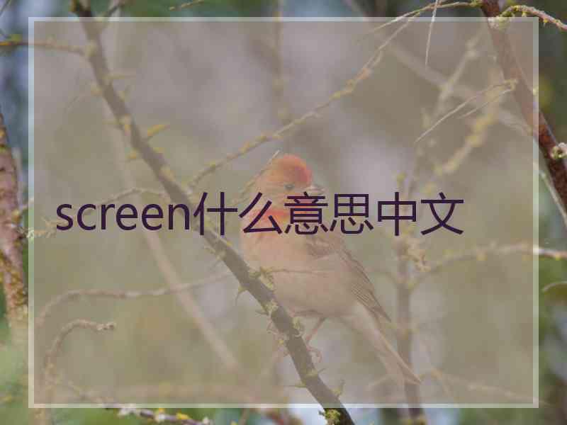 screen什么意思中文