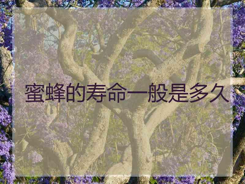 蜜蜂的寿命一般是多久