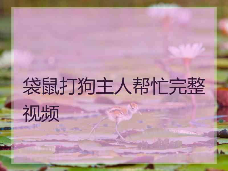 袋鼠打狗主人帮忙完整视频