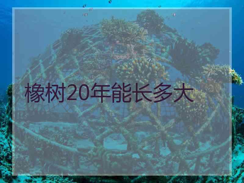 橡树20年能长多大